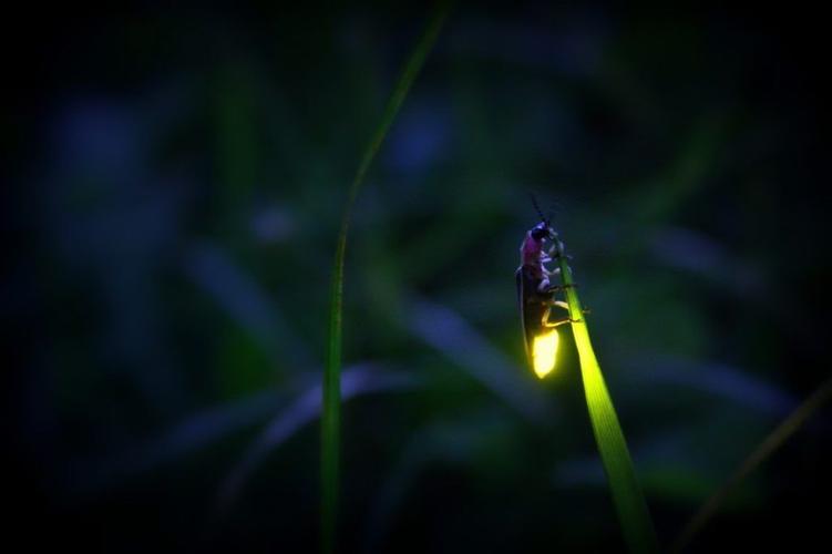 Light up the night with Blue Ghost Firefly twilight tours | Outdoors ...