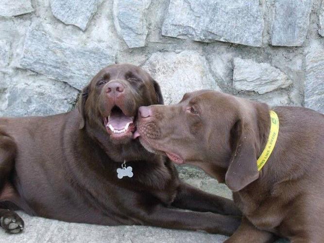 Best Dog in the World photo contest winners Lifestyles