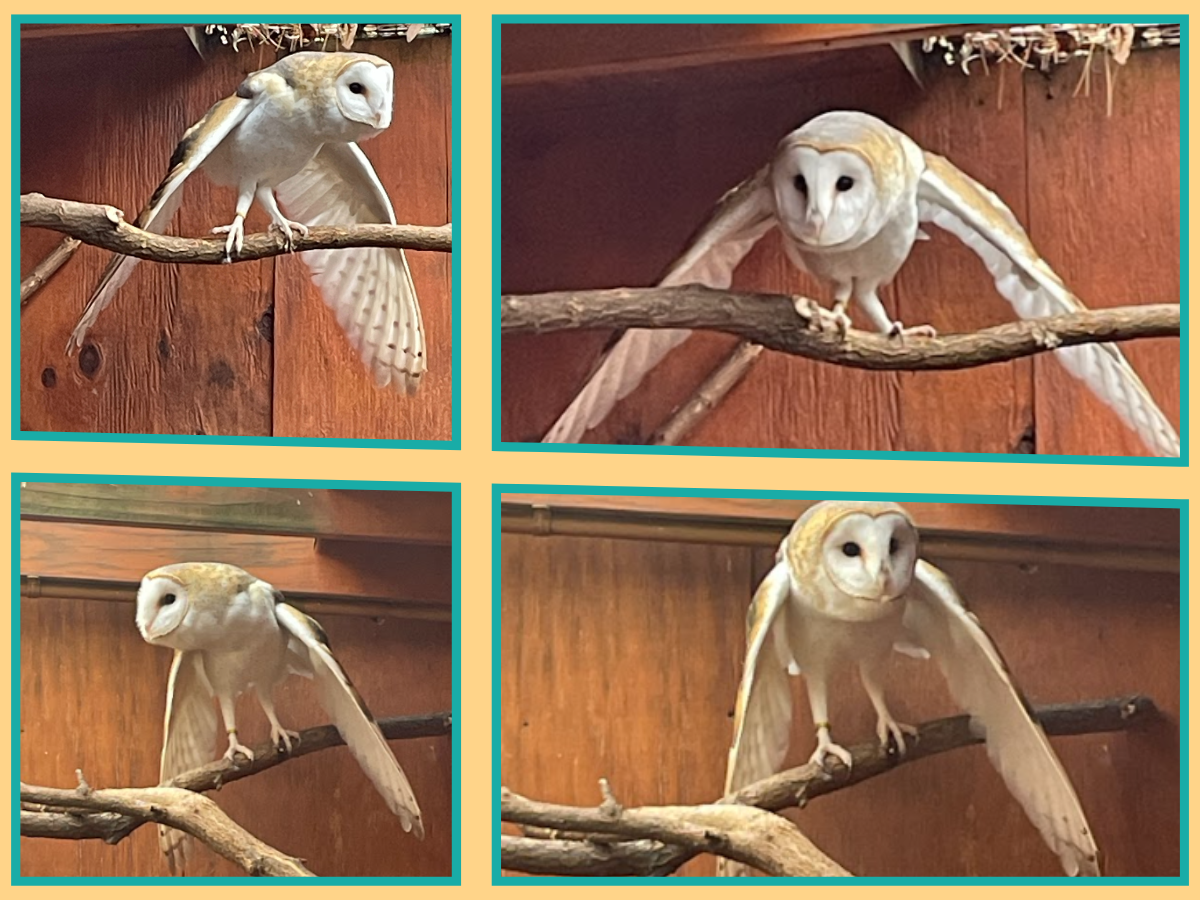 Meet WNC Nature Center's new feathered friend | Outdoors |  themountaineer.com, image size:1200x900