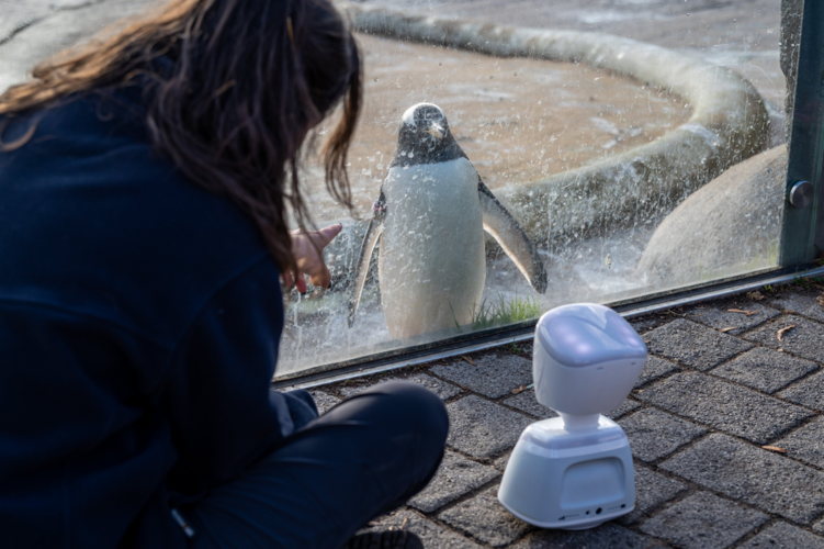 Robot helps kids with cancer visit zoo without leaving hospital ...