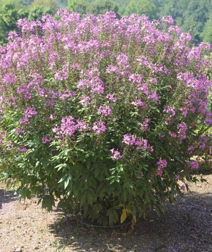 Spider Bloom Learn to Grow: Spider flowers will grow profusely during summer ...