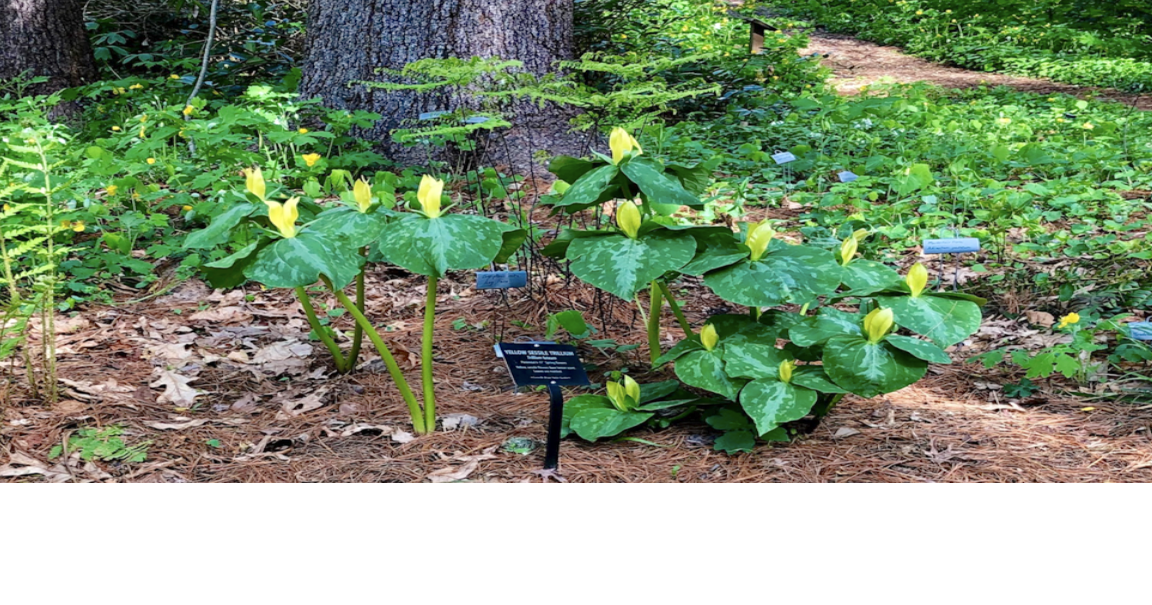 Take an hemlock hike at Lake Junaluska native plant garden Outdoors