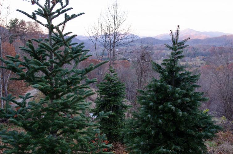 After four decades, a new generation of Nesbitts takes over tree farm