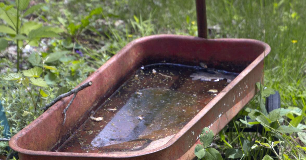 Win the battle against backyard bugs | Home And Garden | themountaineer.com