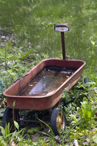 Win the battle against backyard bugs | Home And Garden | themountaineer.com