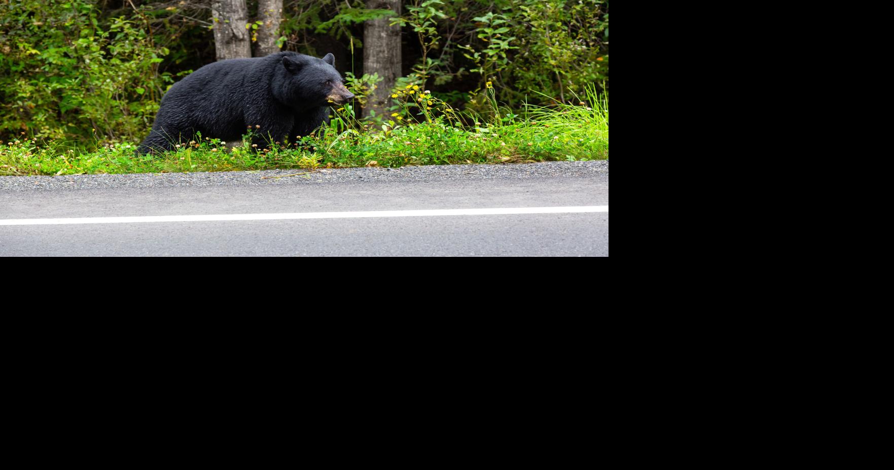 Bear euthanized in the Smokies after slashing tent | Outdoors ...