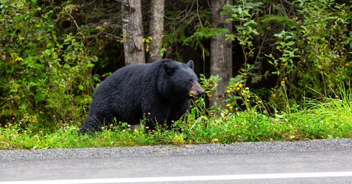 Bear Slashing Bear euthanized in the Smokies after slashing tent | Outdoors ...