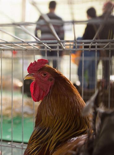 Cluck, crow, quack and honk: Poultry on parade at the Haywood County ...