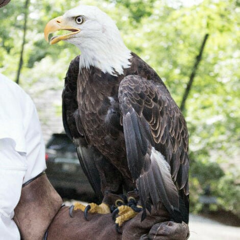 Nature Center Notes: Birds of prey in WNC