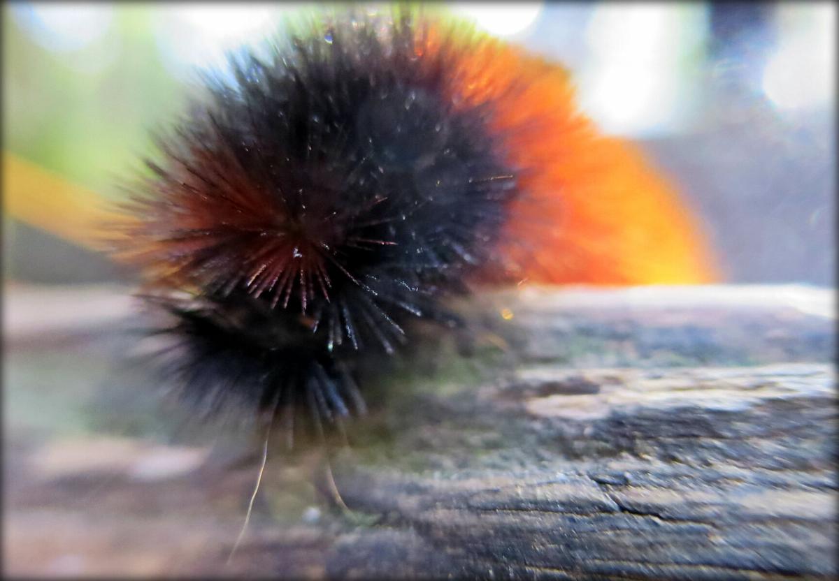 What says the wooly worm this fall? Outdoors