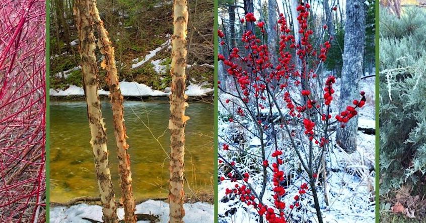 winter gardening.jpg | | themountaineer.com