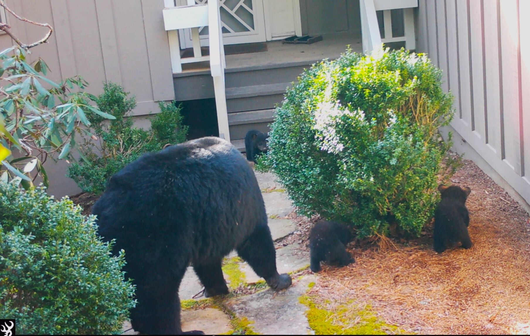 Why are there so many bear sightings right now? | Outdoors ...