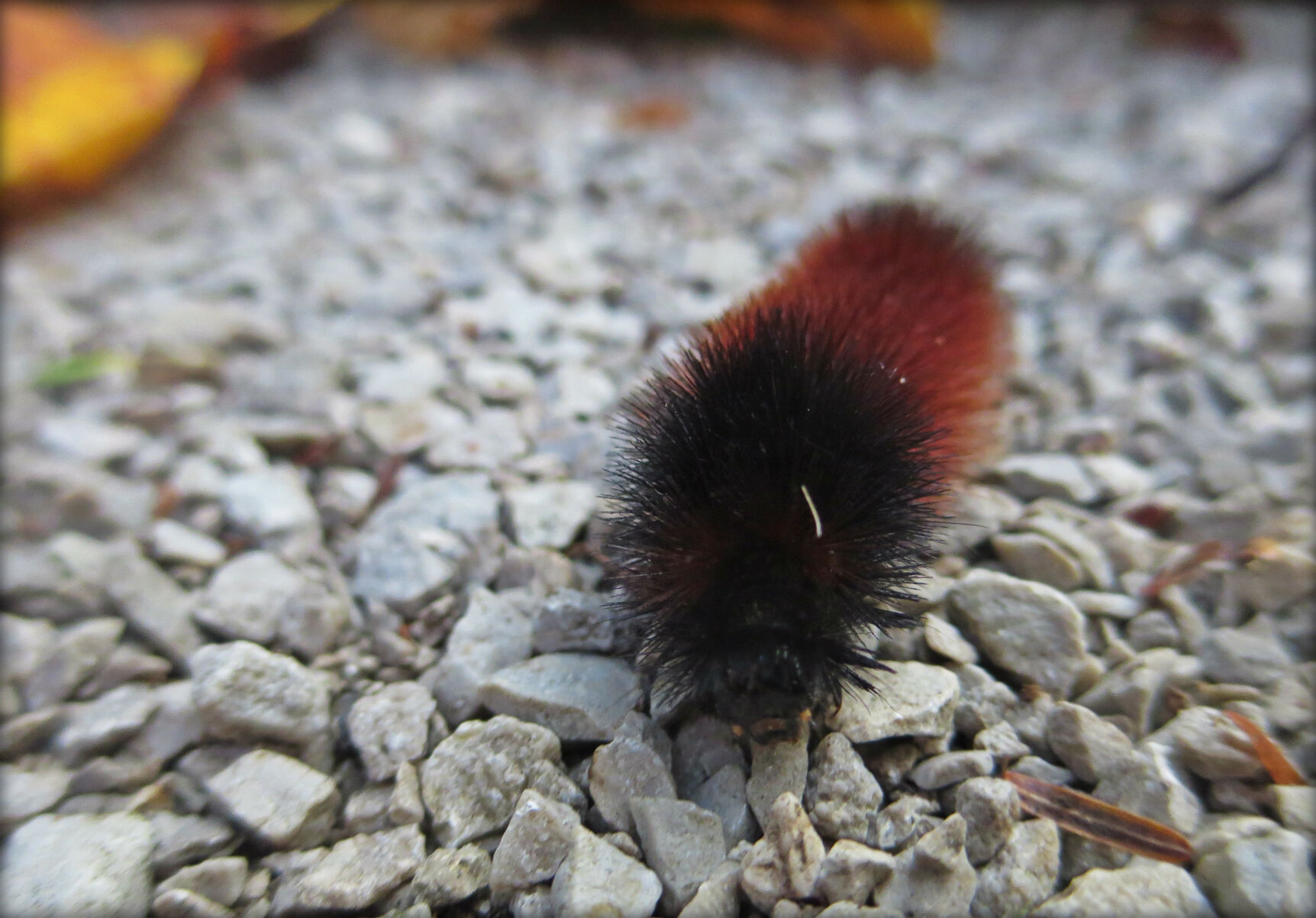 download green wooly worm