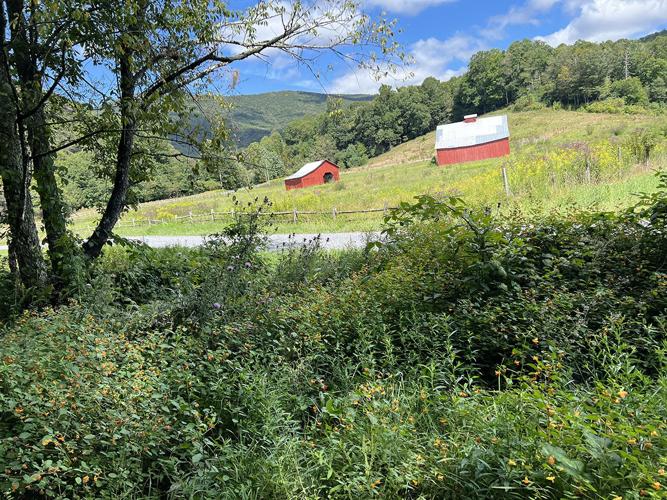 millers tree farm north canton