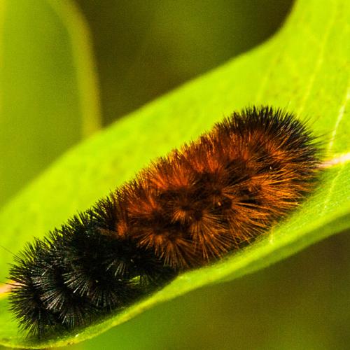 wooly worm 3.jpg
