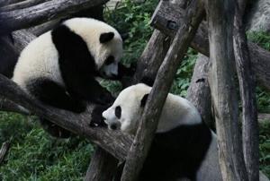 Filhote de panda gigante Bai Bai (à esquerda) brinca com sua mãe Mei Xiang (à direita) no Zoológico Nacional Smithsonian em Washington em agosto de 2016 |  Nacional