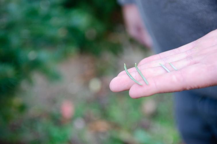 After four decades, a new generation of Nesbitts takes over tree farm