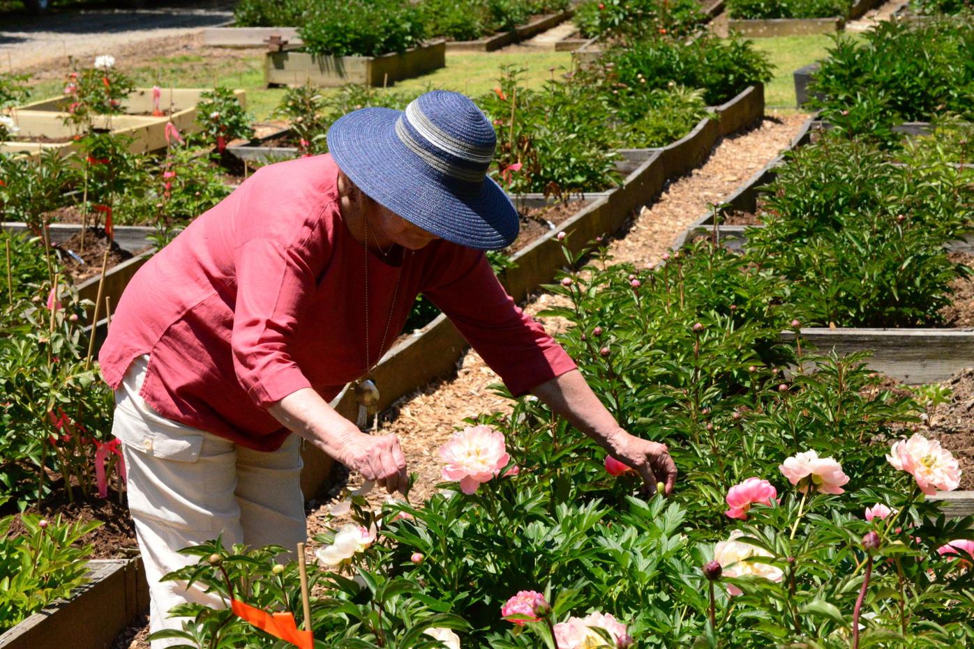 Visit A Peony Paradise At Wildcat Ridge Farm Life Themountaineer Com Visit A Peony Paradise At Wildcat Ridge Farm Life Themountaineer Com