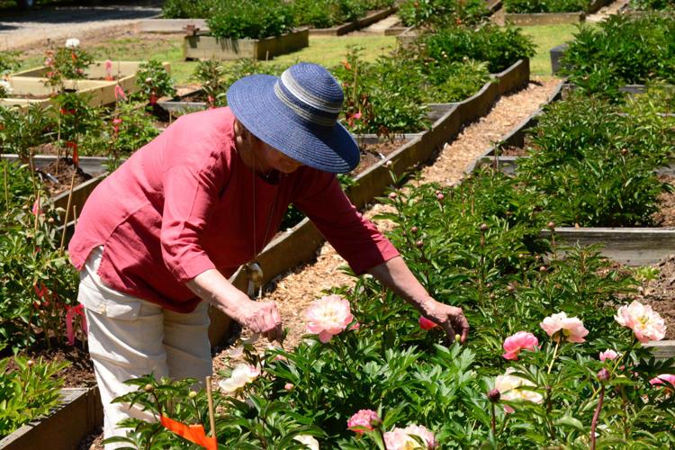 Visit A Peony Paradise At Wildcat Ridge Farm Life Themountaineer Com