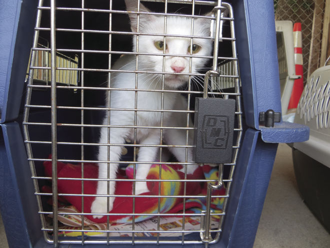 Pet owners: only $10 to get animals fixed | Organzations ...