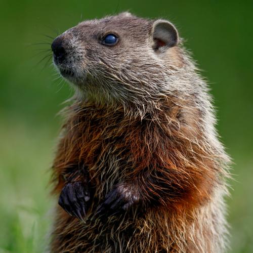 The groundhog will come out of its burrow tomorrow and think he s in