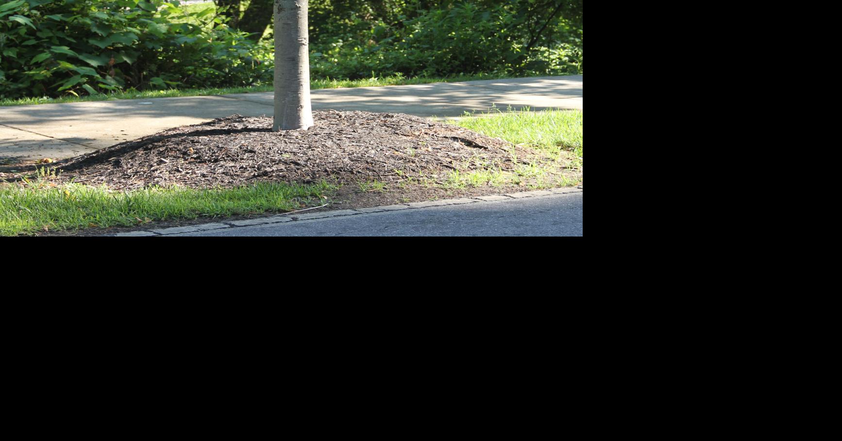 To mulch or not to mulch? That is the question (and answer) | Outdoors ...