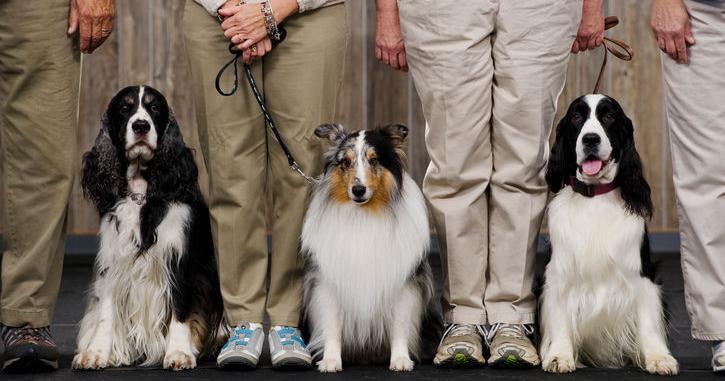 Haywood County Animal Services to showcase adoptable dogs at VETS N ...