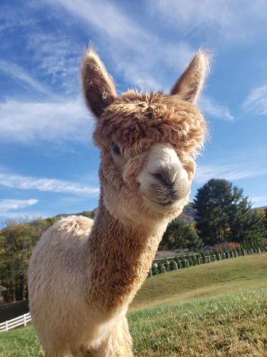 Meet the bunny, alpacas and other animals, too | Arts Entertainment ...