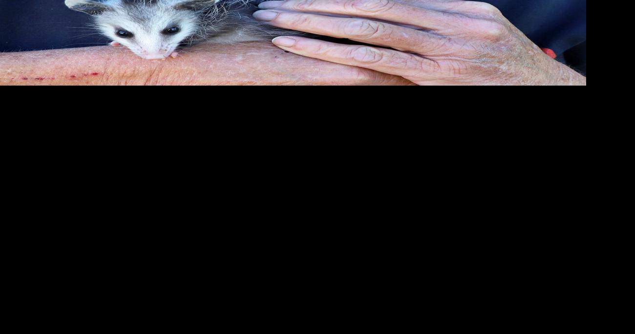Fines Creek woman cares for the forest’s youngest creatures