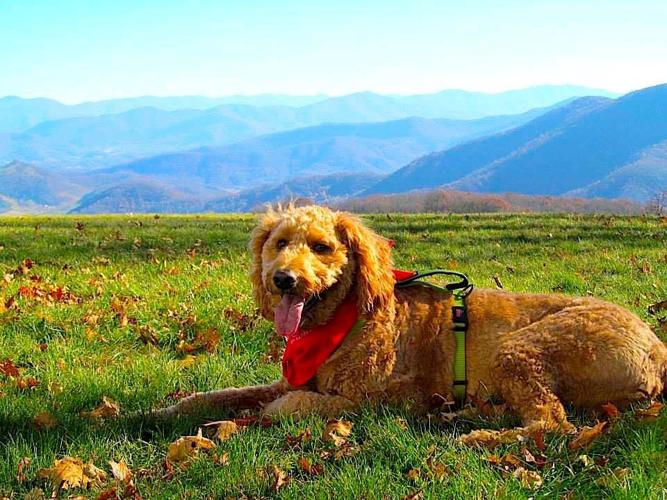 Best Dog in the World photo contest winners Lifestyles