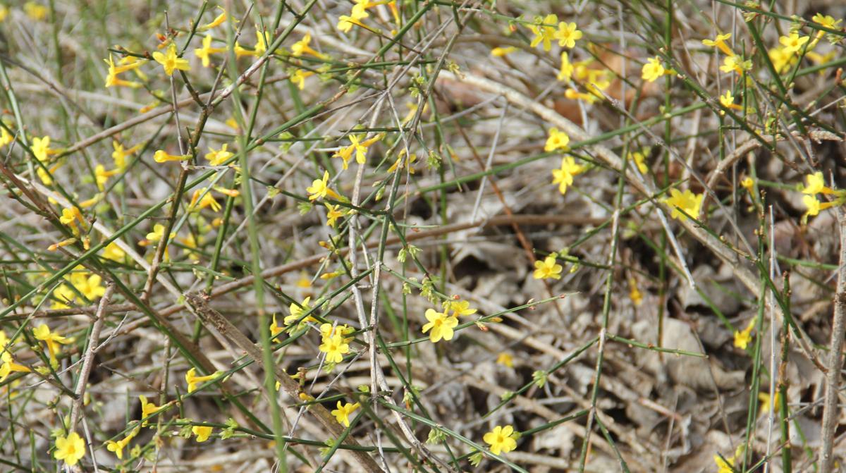 Winter Jasmine A Shrub That Flowers In Winter Lifestyles Themountaineer Com