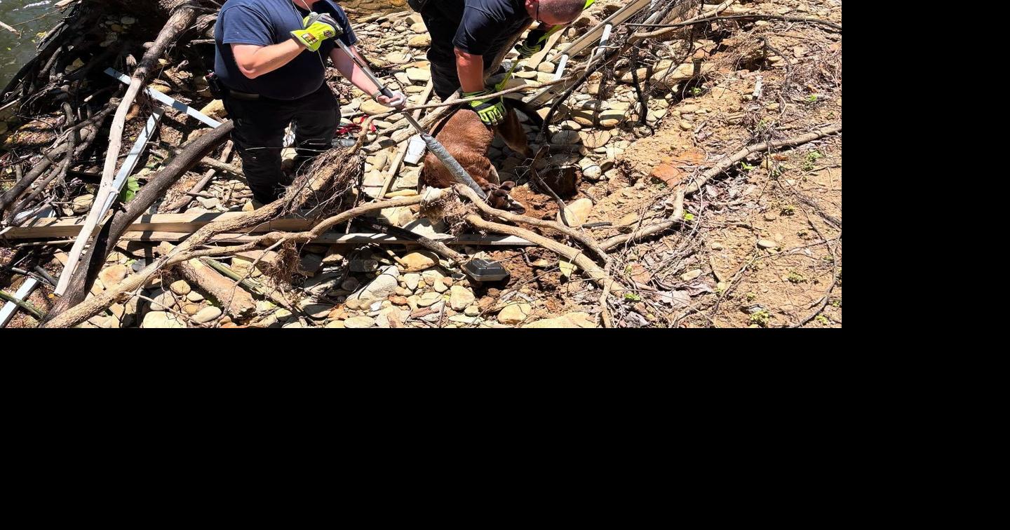 Two-part retrieval: firefighters rescue man who rescued dog | News ...