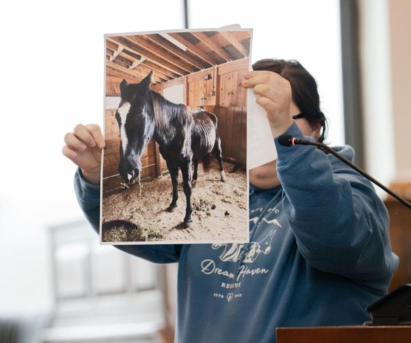 Sam Morley Starvation killed the horses, but who was at fault? | News ...