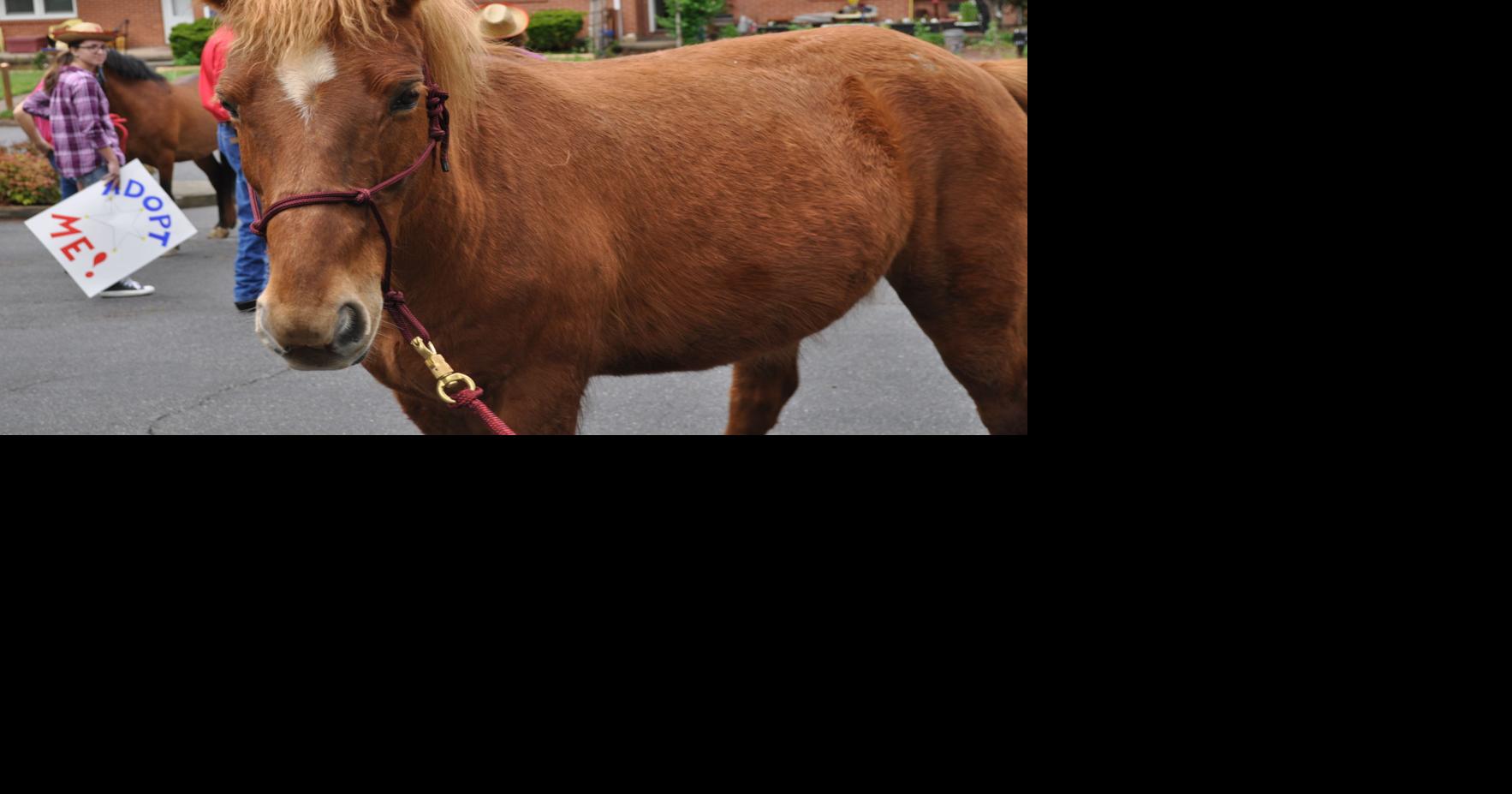 STAR Ranch Horse Parade took over downtown Waynesville | Organzations ...