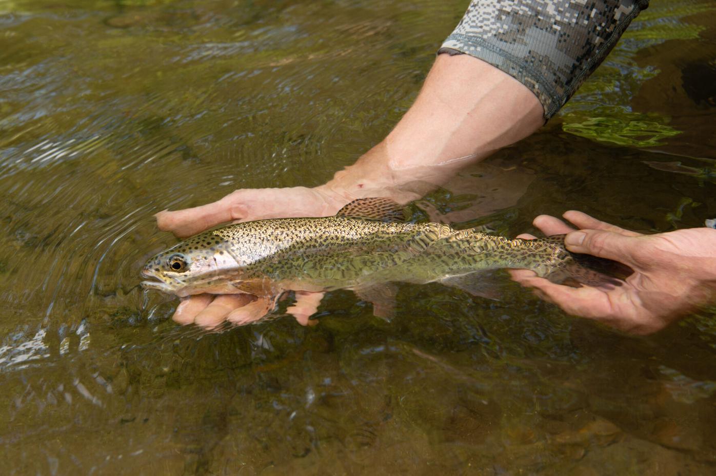 ackwater streams offer North Carolina fishermen unique opportunities for trout  fishing