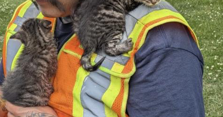 WFD Firefighter kittens