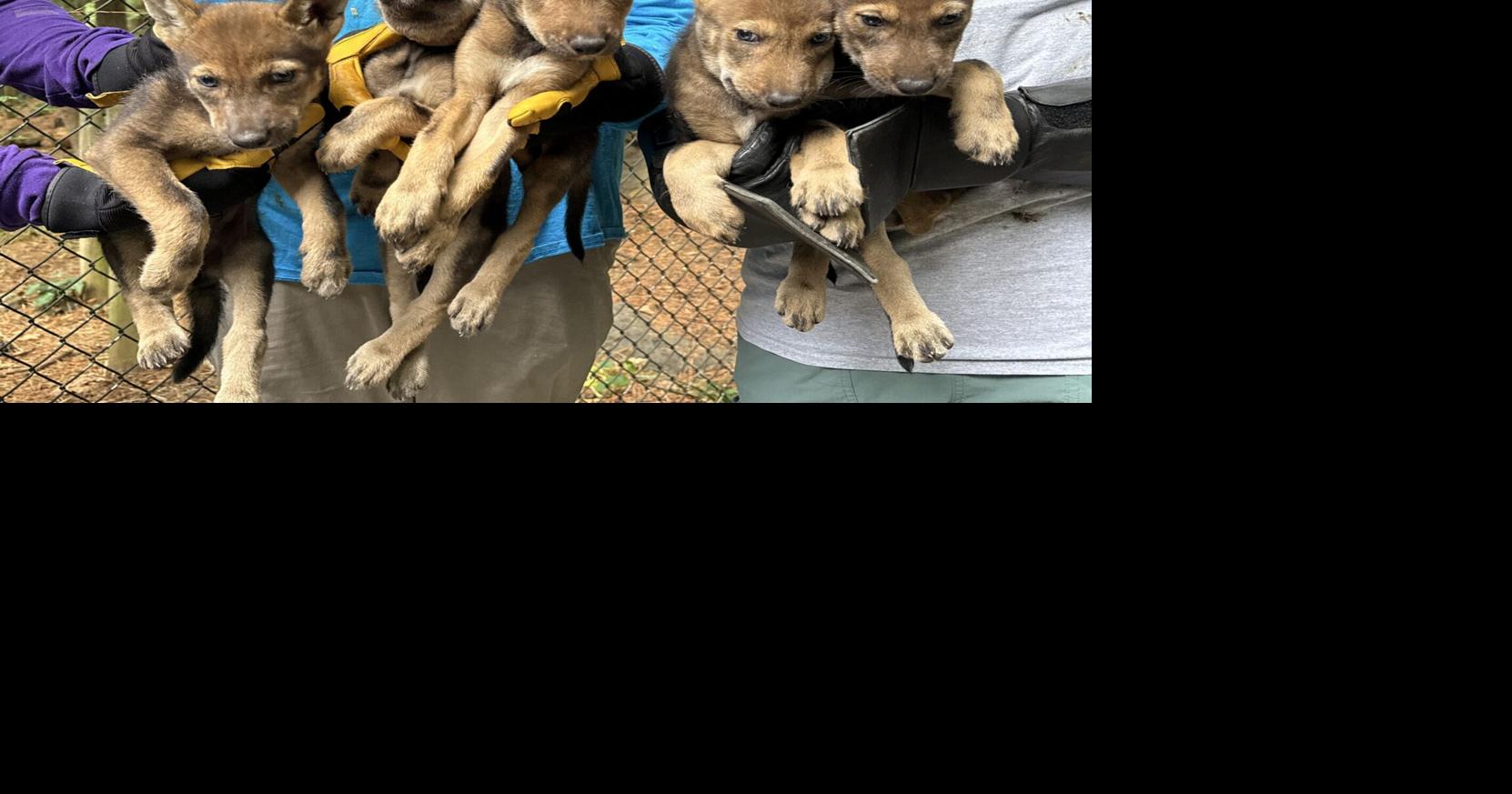 Ten endangered red wolves exchanged between NC and NY | Outdoors ...