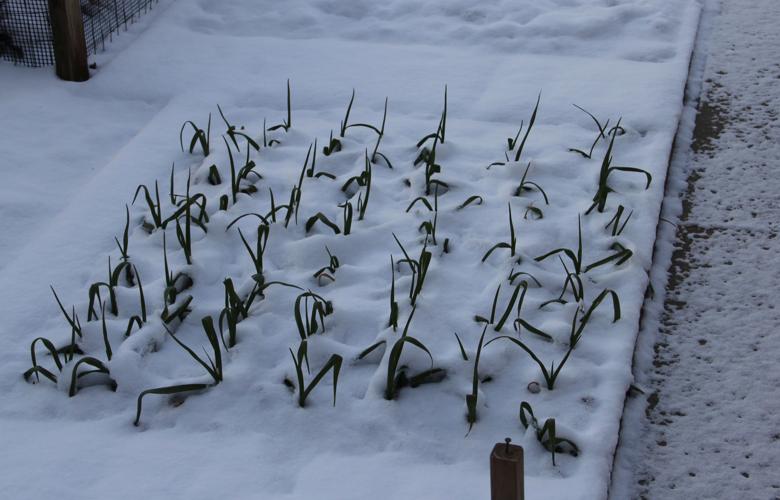 Keep the vampires away, grow garlic this fall Lifestyles