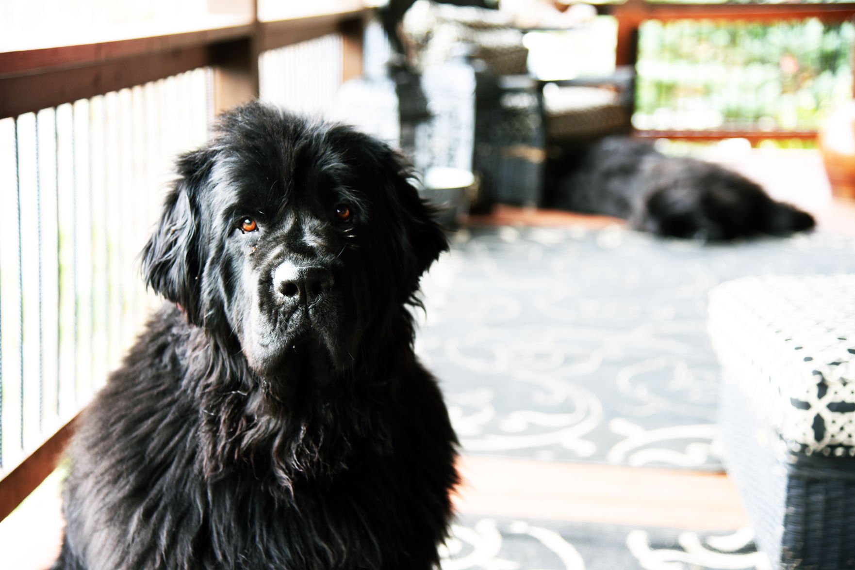 Newfoundland sales kennel club