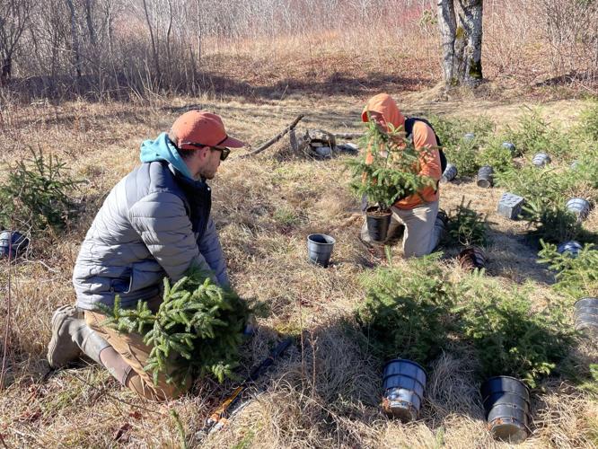 Christmas trees in the wild: red spruce seedlings take root at ...