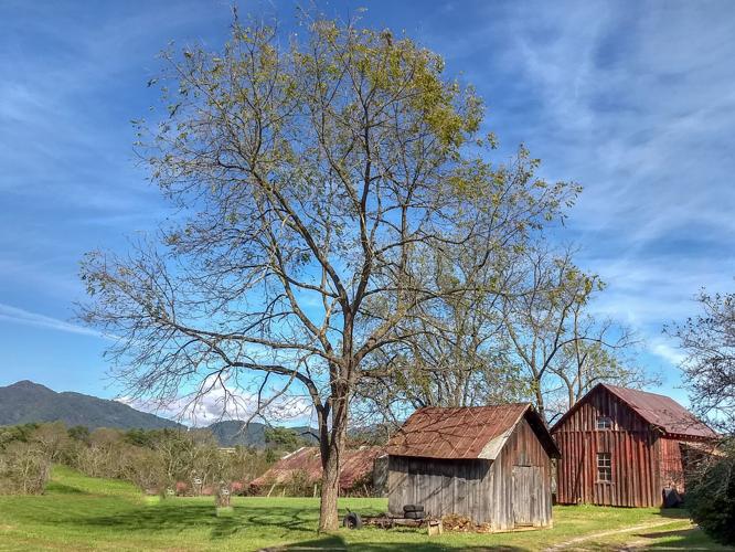 Apple, molasses, hogs, and feed Patton Farm produced it all Haywood