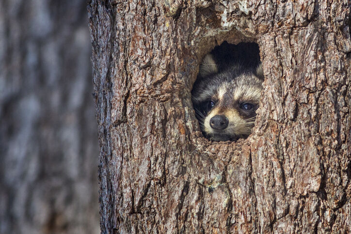 Who hibernates? The Smokies iconic wildlife hunkers down in different ways  | Outdoors 