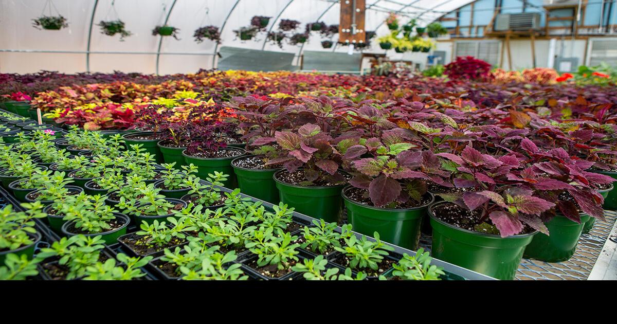 Lake Junaluska hosts annual plant sale April 30 Briefs