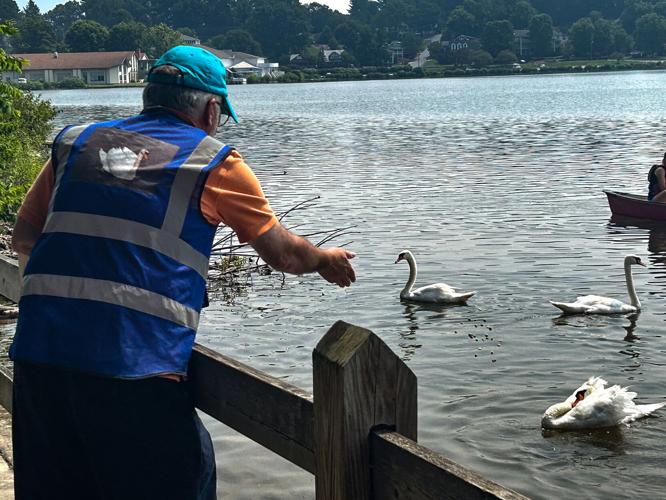 An insight to swan life at Lake Junaluska | News | themountaineer.com