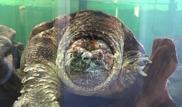 Two tiny turtles targeted in Alberta Fish and Wildlife search