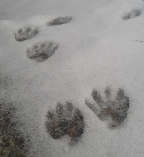 Snow Racoon Tracks in the snow: What else might they be? | News | themountaineer.com