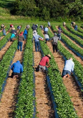 migrant farmer