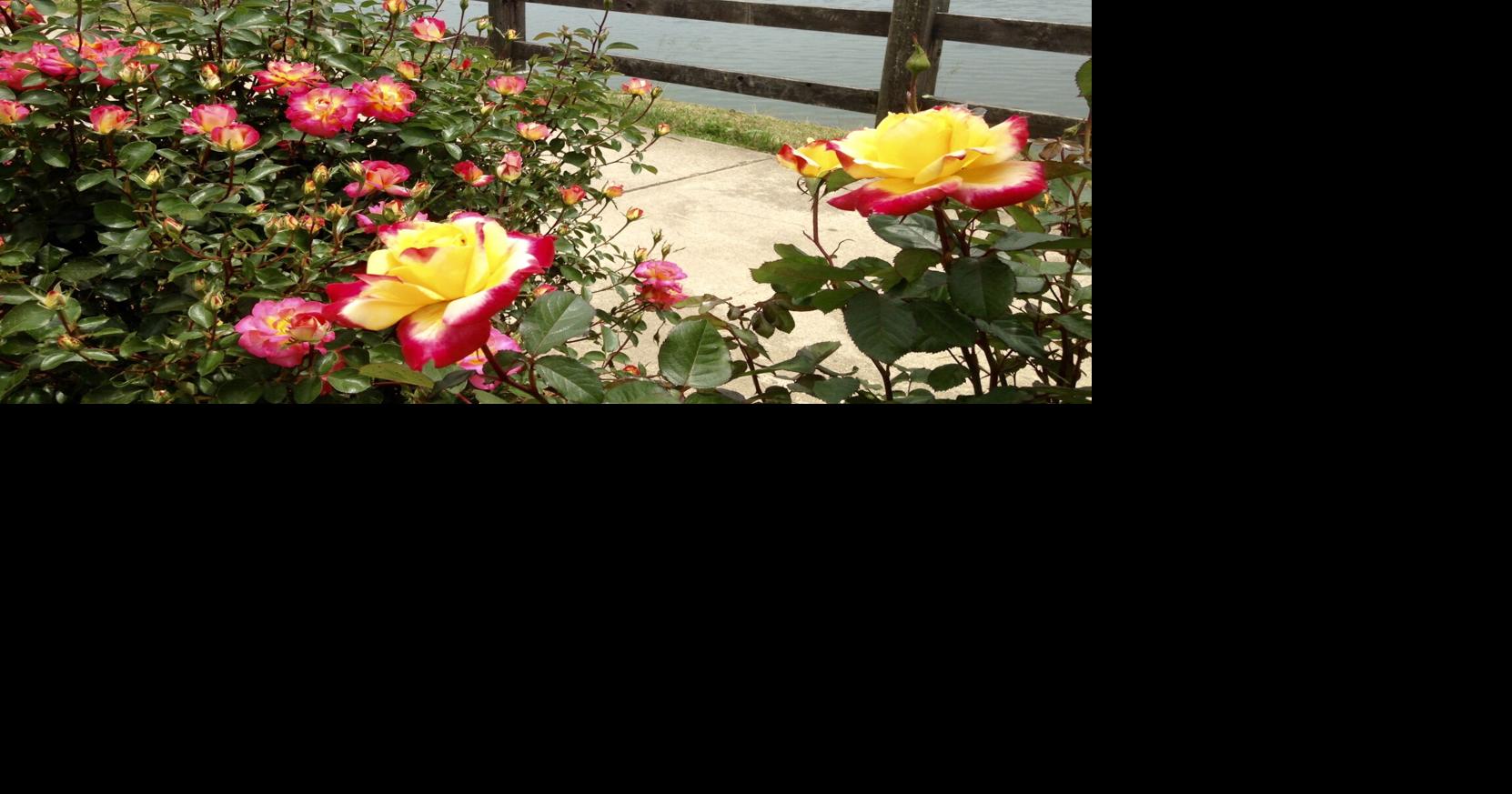 Summer activities at Lake Junaluska updated Life