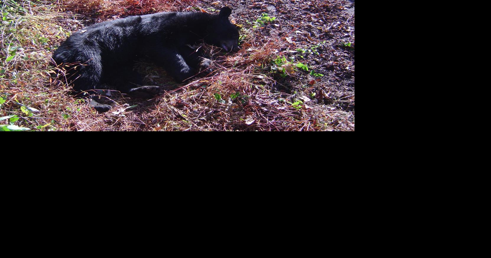 Bear killing in Maggie raises hackles | News | themountaineer.com