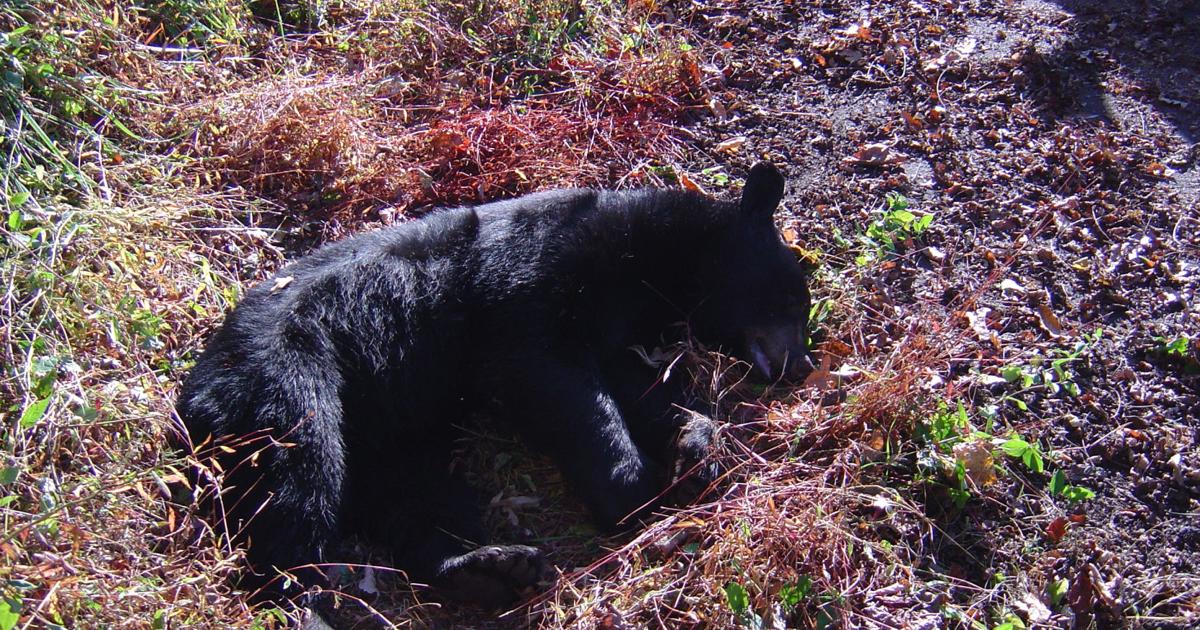Bear killing in Maggie raises hackles | News | themountaineer.com